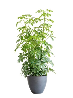 绿植盆栽花盆png免扣素材 (8)