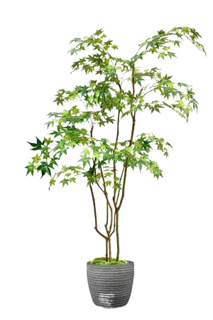 绿植盆栽花盆png免扣素材 (9)