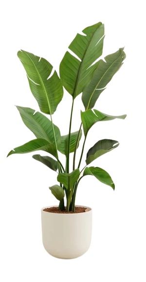 绿植盆栽花盆png免扣素材 (10)