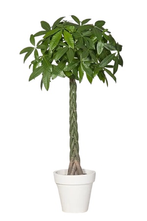 绿植盆栽花盆png免扣素材 (11)