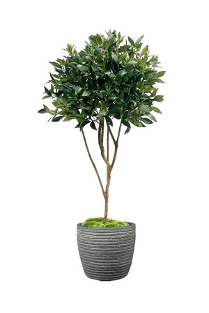 绿植盆栽花盆png免扣素材 (12)