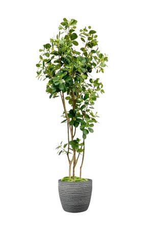 绿植盆栽花盆png免扣素材 (21)