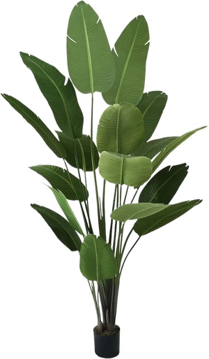 绿植盆栽花盆png免扣素材 (23)