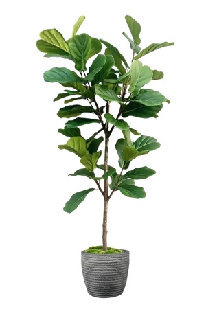 绿植盆栽花盆png免扣素材 (24)