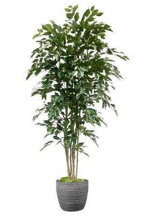 绿植盆栽花盆png免扣素材 (26)