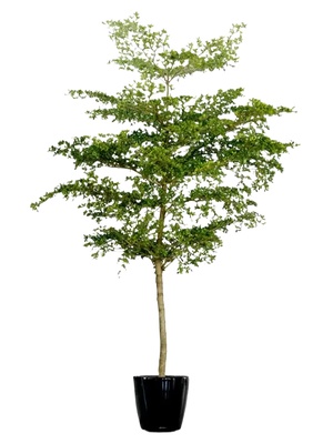 绿植盆栽花盆png免扣素材 (29)