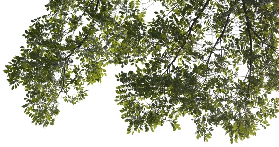 现代新中式剪影_免扣挂角前景树_树影_植物剪影贴图