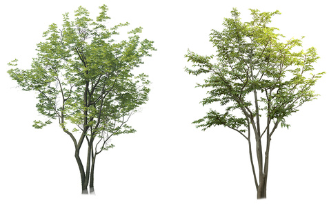 免抠丛生朴树贴图