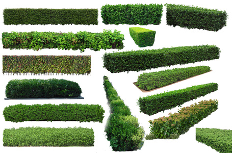 免抠景观绿篱psd文件