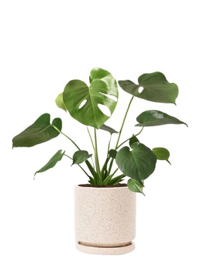 02-花盆绿萝花池png免扣素材 (10)