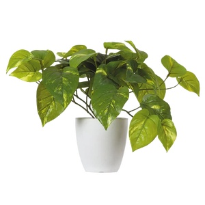 02-花盆绿萝花池png免扣素材 (11)