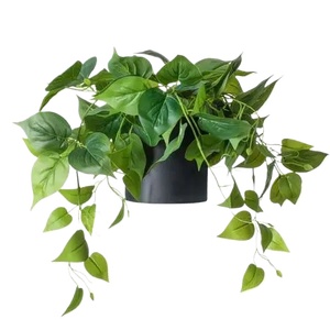 02-花盆绿萝花池png免扣素材 (17)