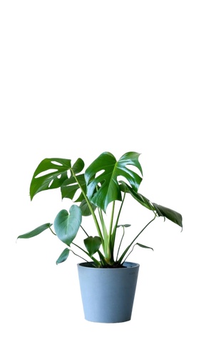 02-花盆绿萝花池png免扣素材 (18)