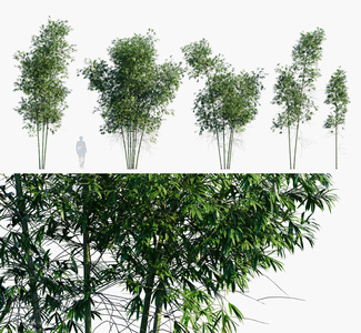 竹子_绿竹_斑竹_青竹_竹林3D模型