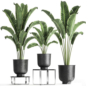 盆栽绿植植物花盆3D模型