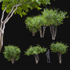 景观树3D模型 3d模型下载