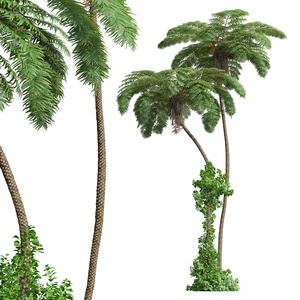 景观树_树蕨高植物树3D模型