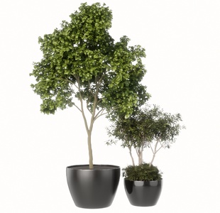 盆景盆栽绿植花盆SU模型
