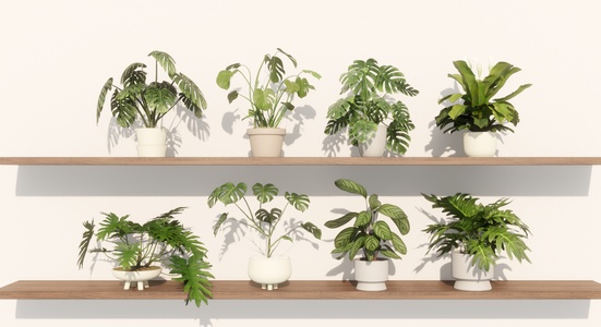 绿植盆栽_盆景_小盆栽_龟背竹_吊兰_绿萝SU模型