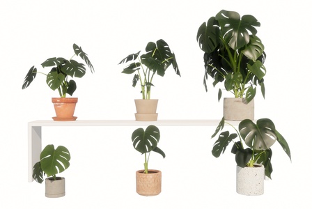 绿植盆栽龟背组植物组合SU模型