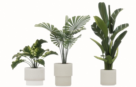 盆栽_芭蕉叶_龟背叶SU模型