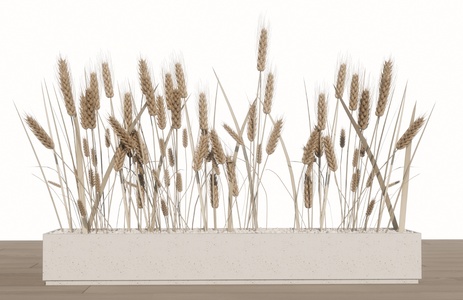 麦穗花箱_植物组合_农作物SU模型