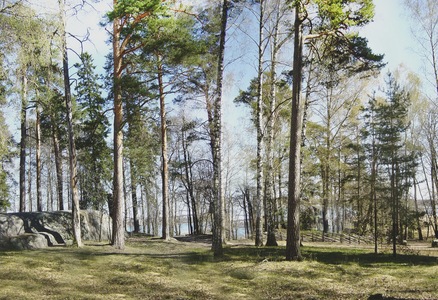 森林树林窗口贴图