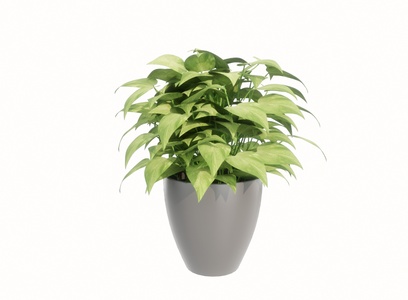 现代植物盆栽绿萝SU模型