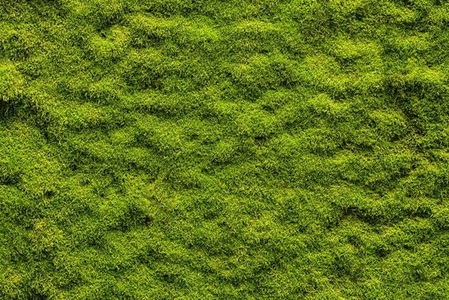 草地草皮苔藓材质贴图