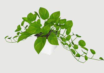 盆栽绿萝_植物SU模型