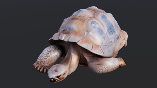 趴在地上睡觉的海龟