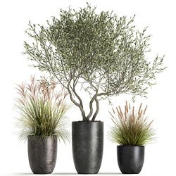  现代绿植盆栽  盆栽盆景SU模型