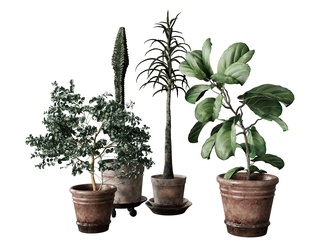 盆栽 盆栽花盆植物绿植 热带植物树SU模型