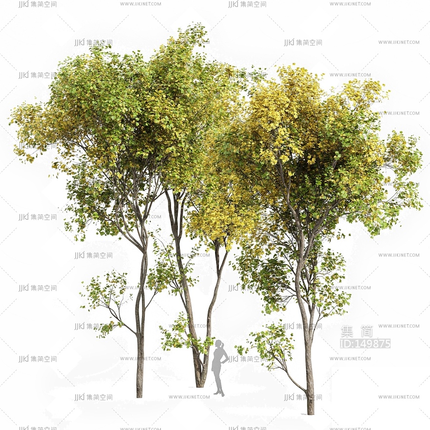 10-银白槭_景观树_大树su模型