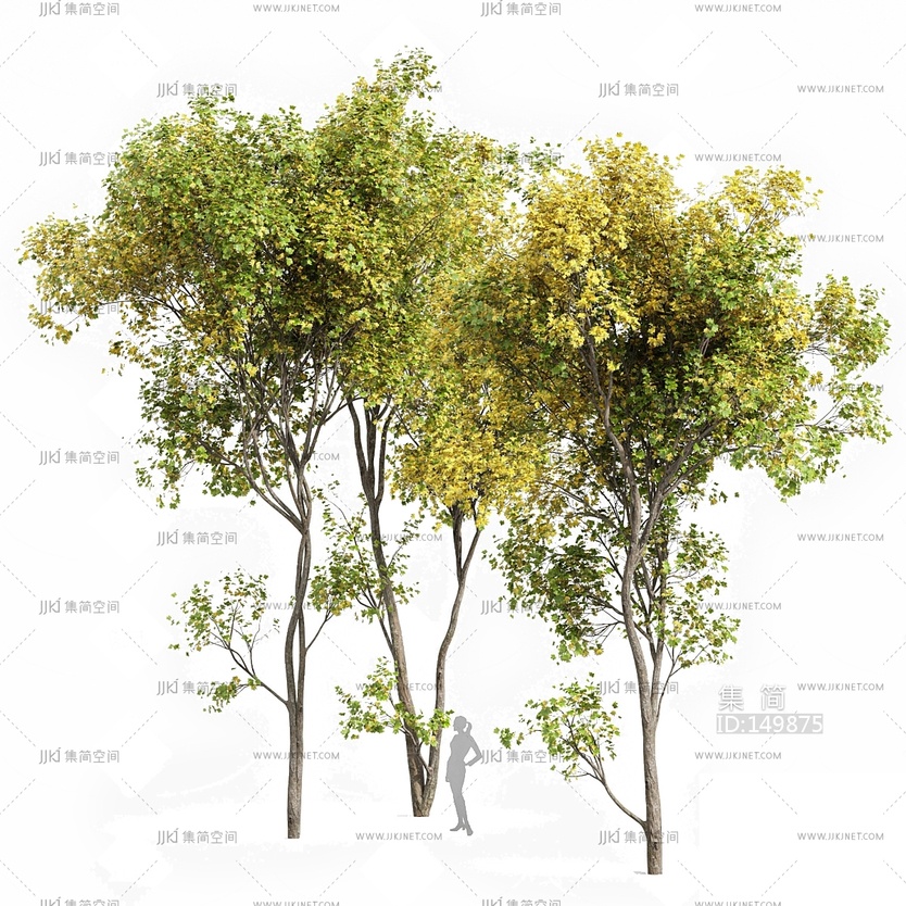 10-银白槭_景观树_大树su模型