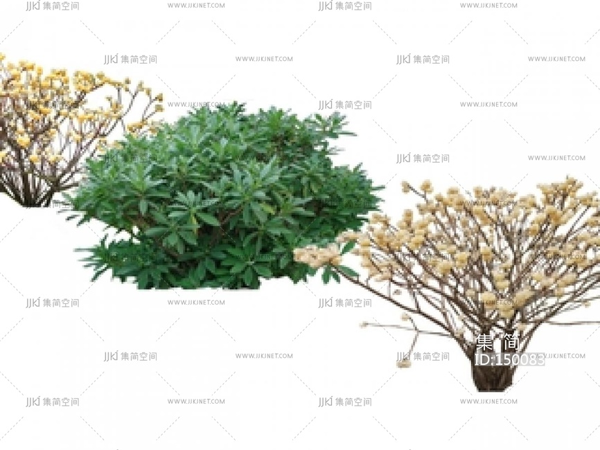 植物组合_结香_灌木_球_庭院植物SU模型