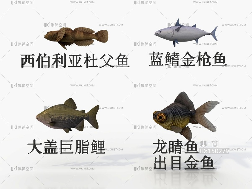 四种海鱼，金枪鱼