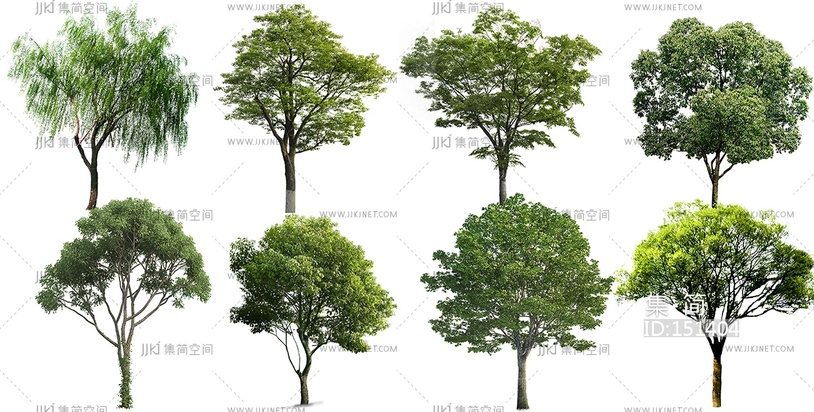 景观香樟柳树榕树乔木免抠贴图