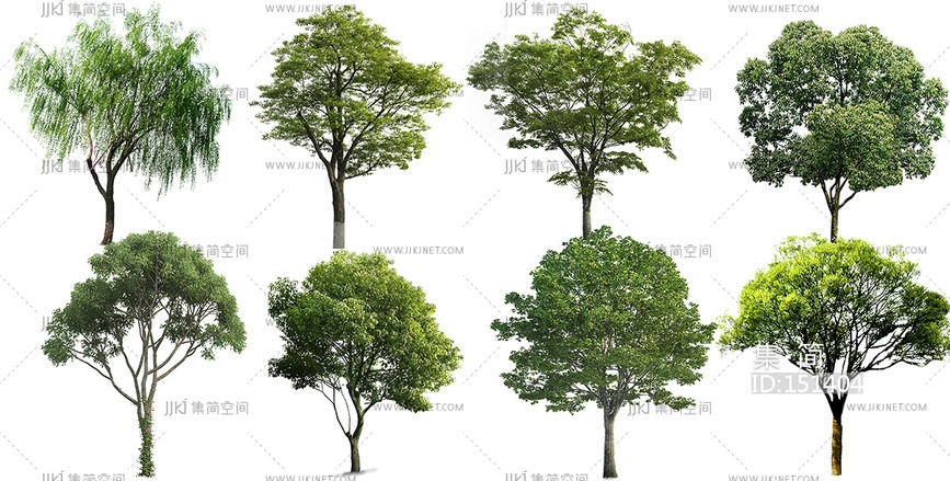 景观香樟柳树榕树乔木免抠贴图