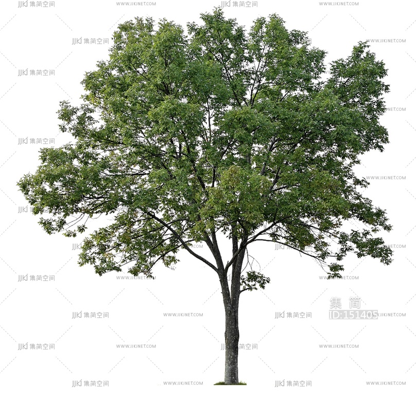 免抠白蜡植物立面图贴图