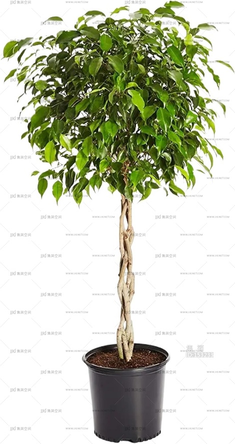 绿植盆栽花盆png免扣素材 (19)