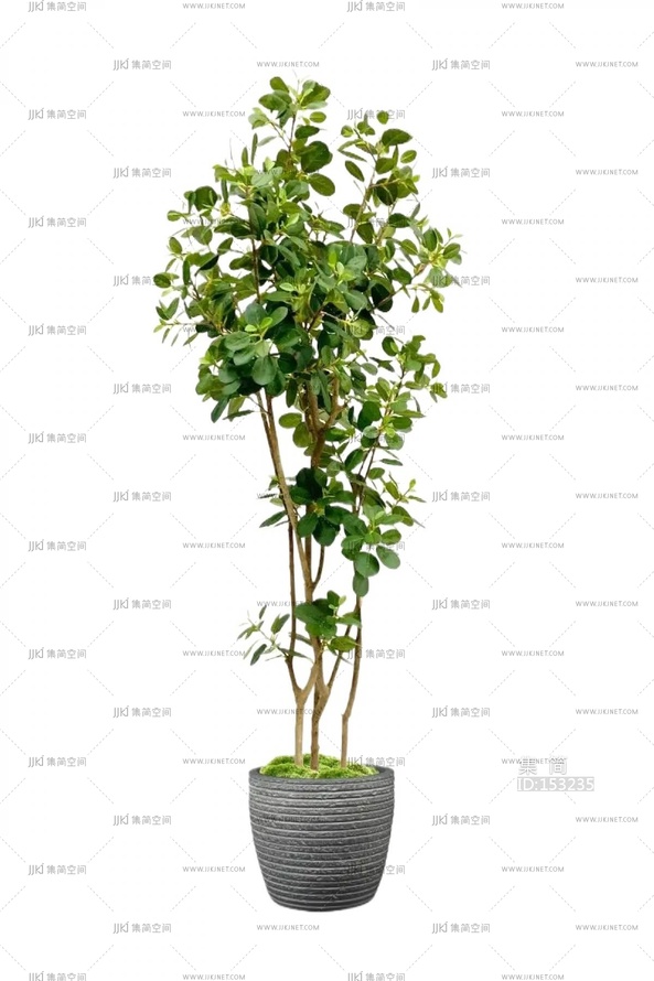 绿植盆栽花盆png免扣素材 (21)
