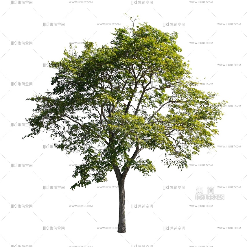 现代新中式其它外景_免扣_行道树_景观贴图