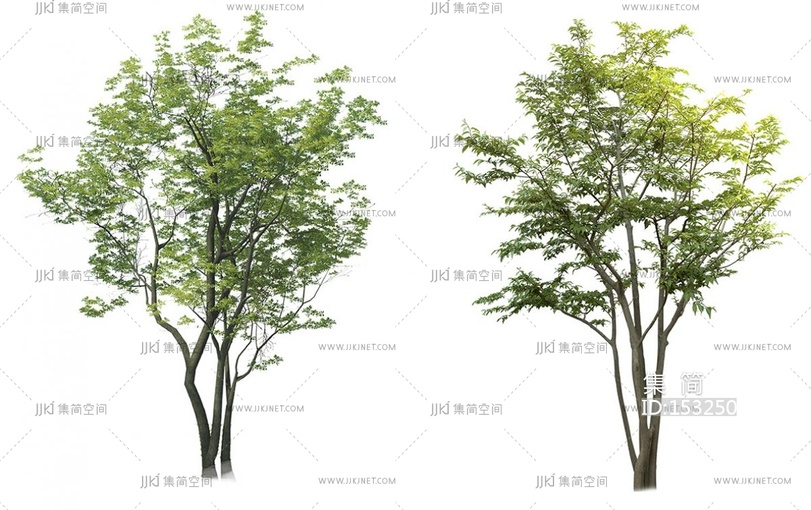 免抠丛生朴树贴图