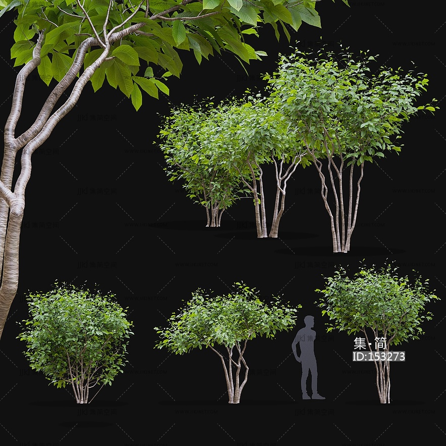 景观树3D模型 