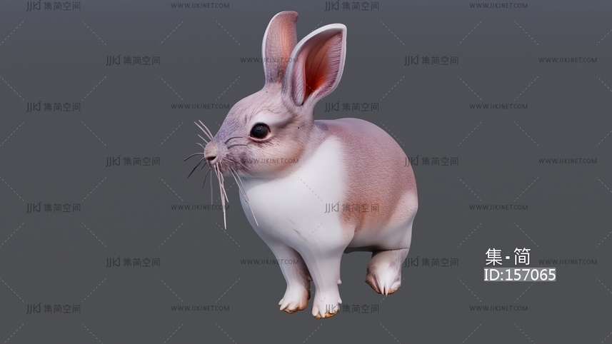 灰色的可爱的小兔子