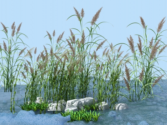  水草湿地 