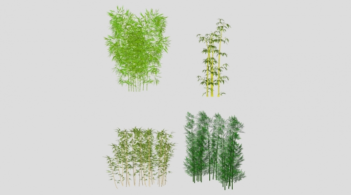  现代竹子植物，竹林