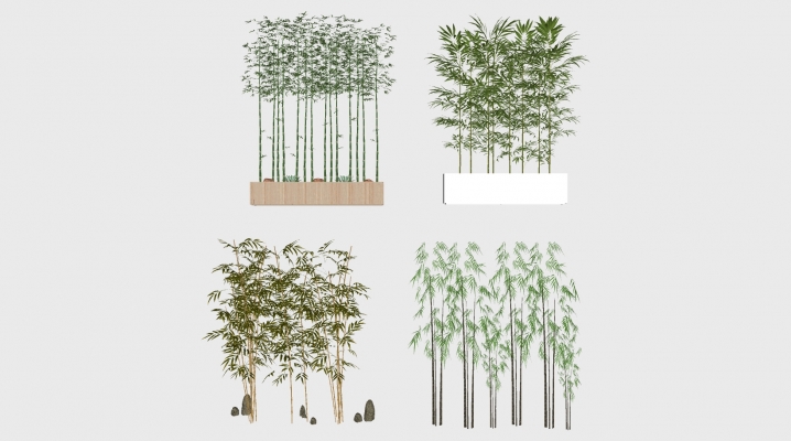  新中式景观植物竹子，