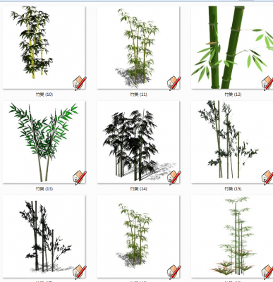  现代竹子植物